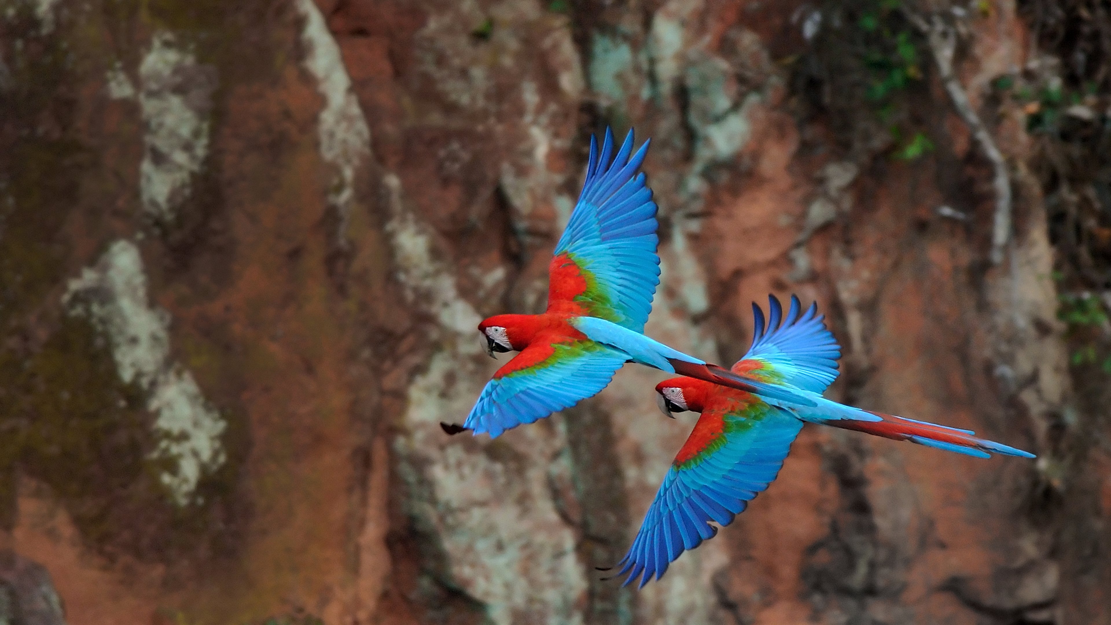 L'ara dalle ali verdi, Brasile (© markes51/Getty Images)