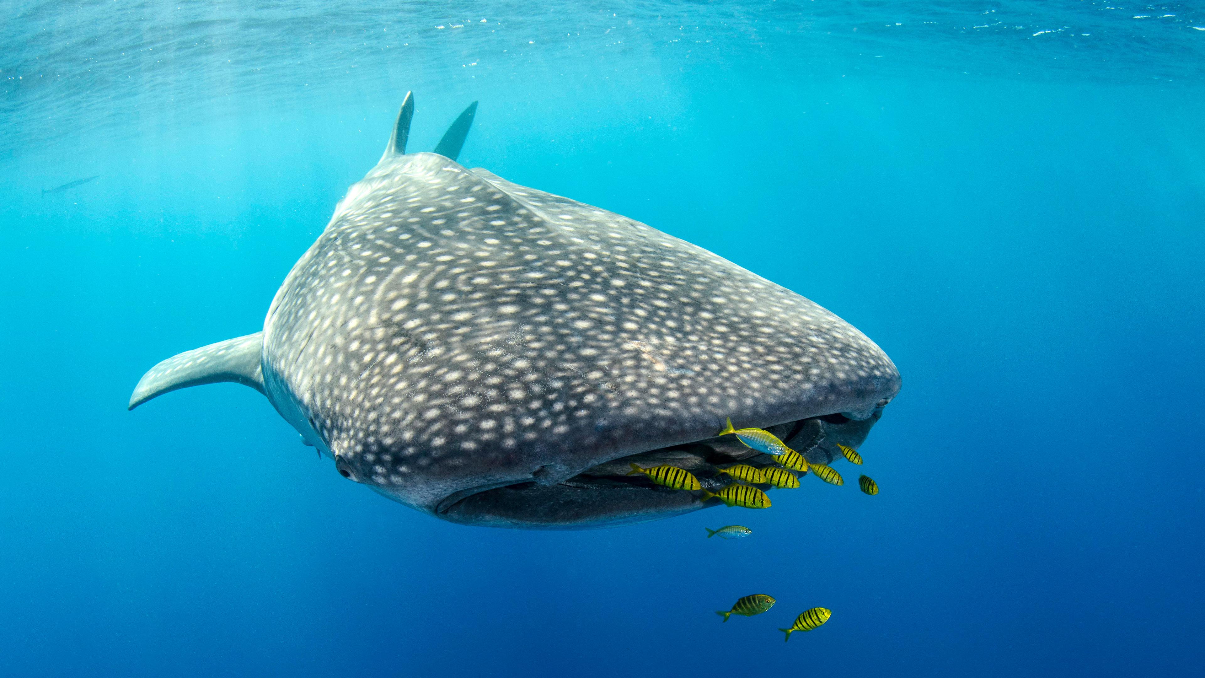 Whale shark and golden trevally, Cenderawasih Bay, West Papua, Indonesia (© Pete Oxford/Nature Pi...