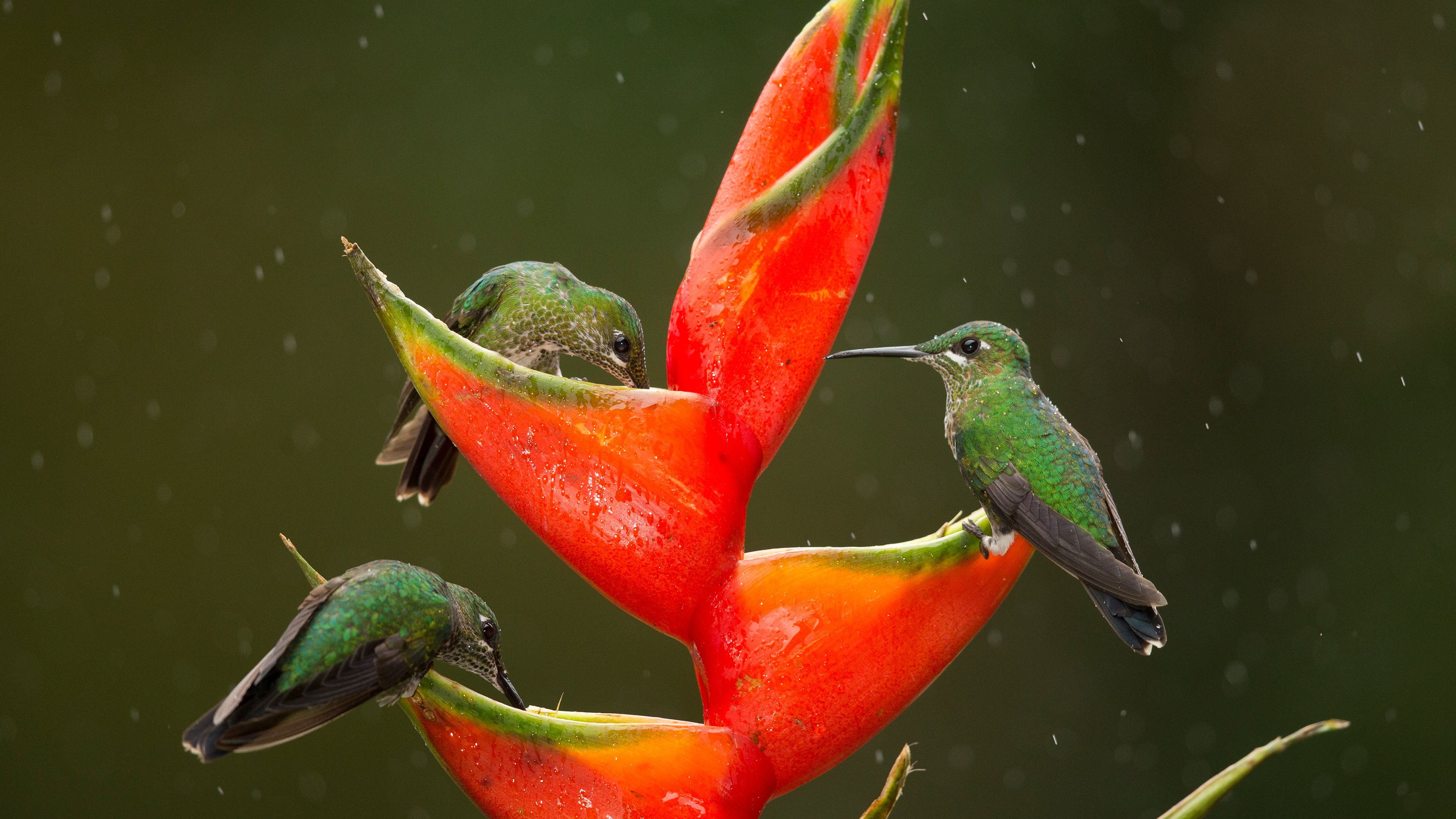 Green-crowned brilliant hummingbirds feeding on lobster-claw flowers, Costa Rica (© Paul Hobson/N...
