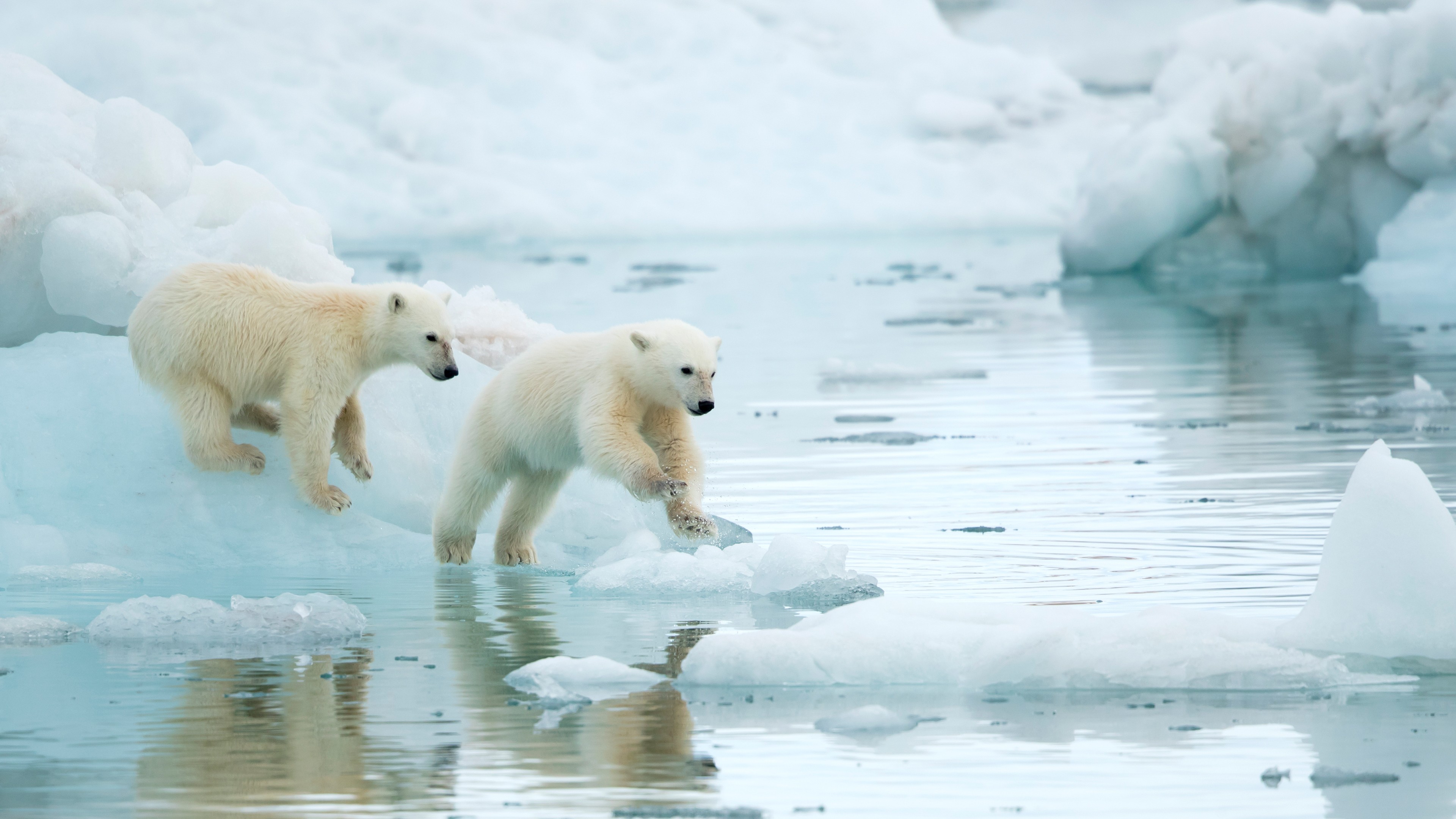 Oursons polaires à Svalbard, Norvège (© Danny Green/Nature Picture Library)